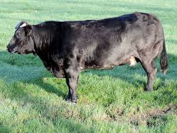 Bula contra las corridas de toros. Foto de un toro en el campo